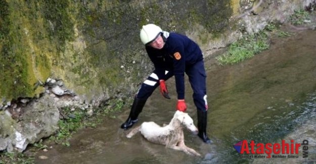 Ataşehir'de  Dereye Düşen Köpek İçin Seferber Oldular