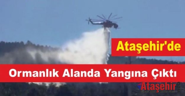 Ataşehir'de Ormanlık Alanda Yangın Çıktı