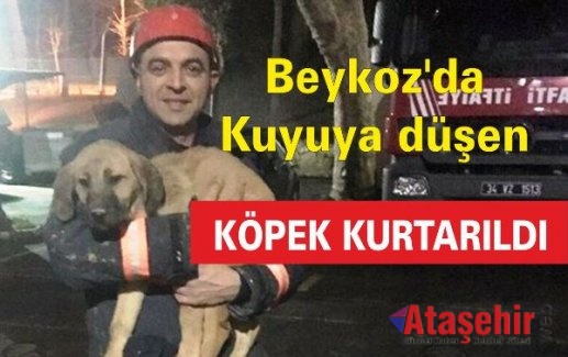 Beykoz'da kuyuya düşen köpek kurtarıldı