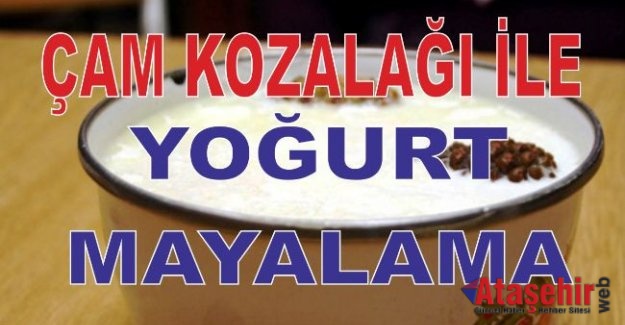 ÇAM KOZALAĞI İLE DOĞAL YOĞURT MAYALAMA