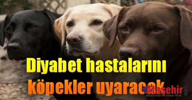 Diyabet köpekleri