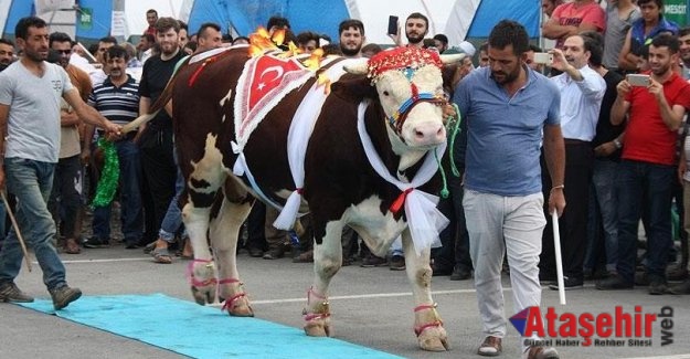 EN GÜZELİ 'AĞRI DAĞI'