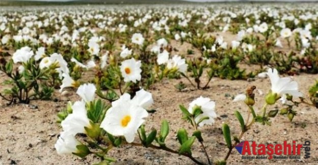 Şili'deki Atacama Çölü çiçek tarlasına nasıl dönüştü?