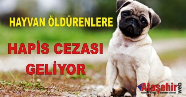 Hayvan öldürenlere hapis cezası Geliyor