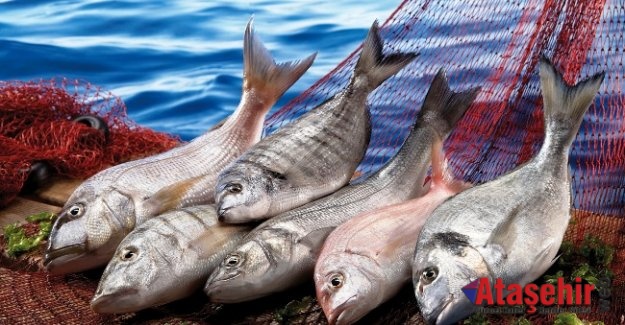 Amerika’ya balık ihracatımız 9 yılda 115 kat arttı