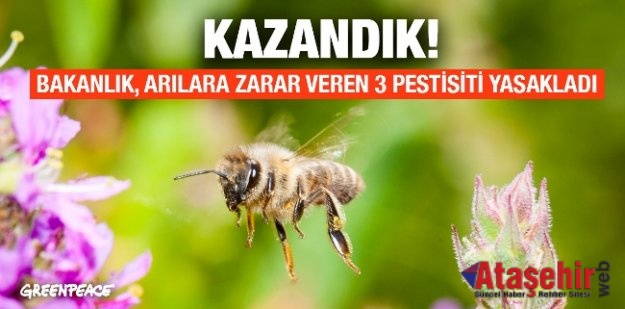 Arılara zarar veren 3 pestisit yasaklandı