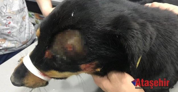 Ataşehir’de Köpeği başından vurdular