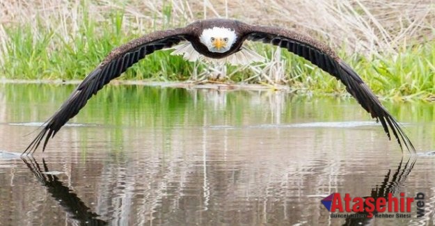 Amatör fotoğrafçının çektiği kartal internette viral oldu