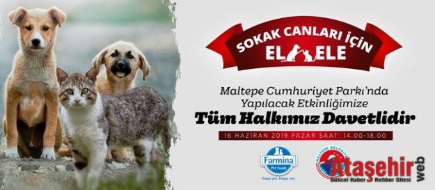 MALTEPELİLER SOKAK HAYVANLARI İÇİN BULUŞUYOR