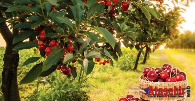 Türk kirazının lezzeti dünya tarafından kabul gördü