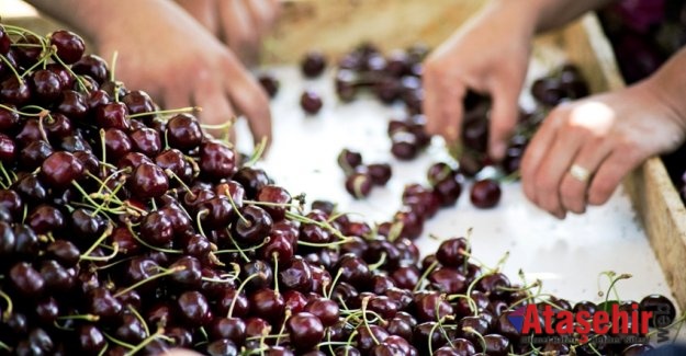 Türk kirazı Çin seddini aştı