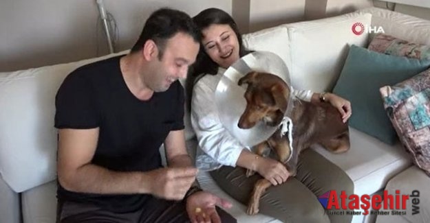 Köpeği ameliyat olan kadına belediyeden bir gün refakat izni