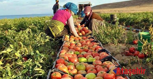 İşsizler tarıma yönlendirilmeli