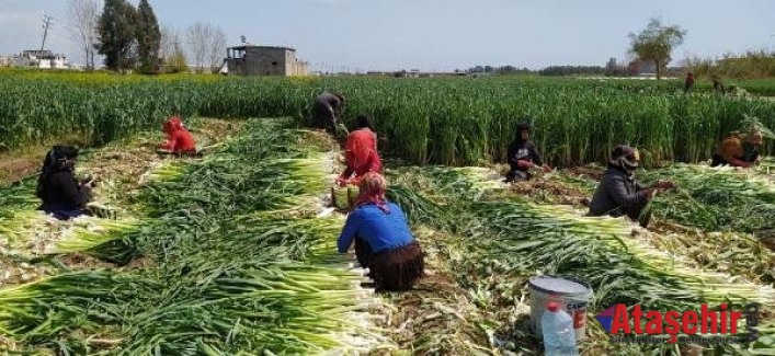 Koronavirüs tarımın önemini ortaya koydu