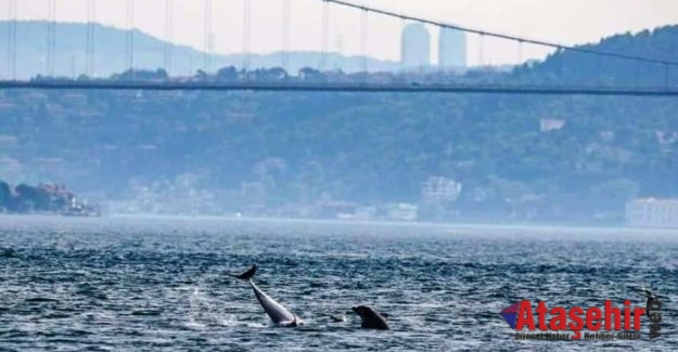 İstanbul Boğazı'nda yunus şöleni