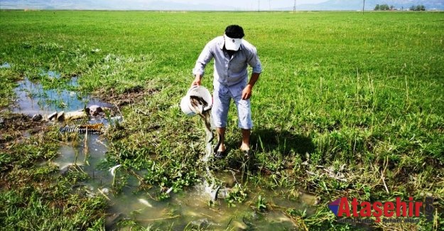 Van'da sulama kanalındaki 3 ton inci kefali kurtarıldı