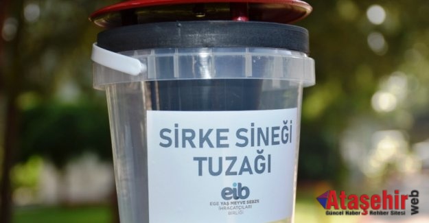 Sirke sineğine tuzaklı önlem