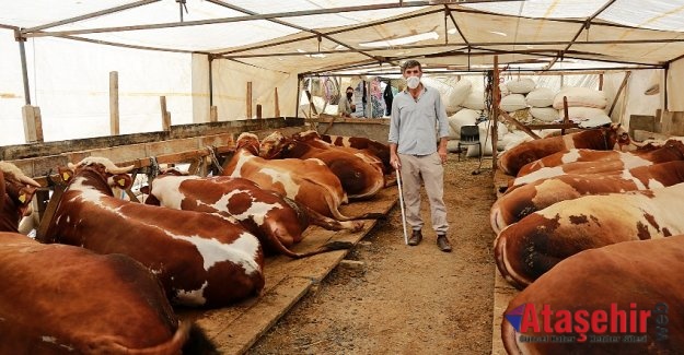 ATAŞEHİR'DE KURBAN SATIŞ VE KESİM YERLERİNDE TEDBİRLER ALINDI