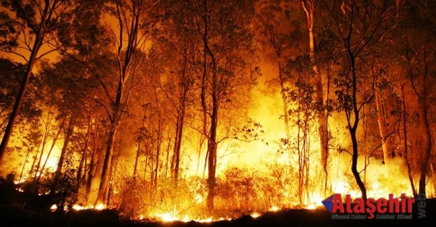 Türkiye’de yanan orman alanlarının %98’i insan kaynaklı