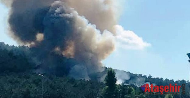 Ataşehir'de ormanlık alanda çıkan yangın söndürüldü.