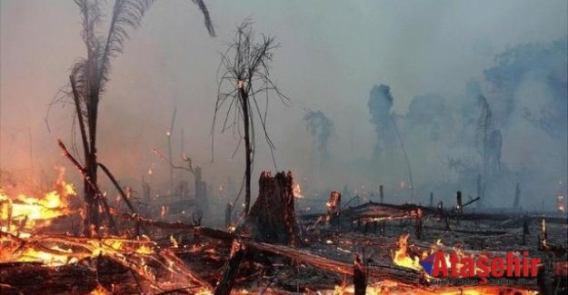 2020'nin ilk 8 ayında 2 bin 114 orman yangını yaşandı
