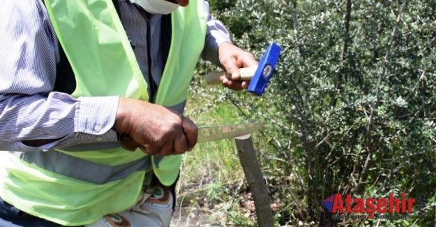 Yabani Zeytin Ağaçları Ekonomiye Kazandırılıyor