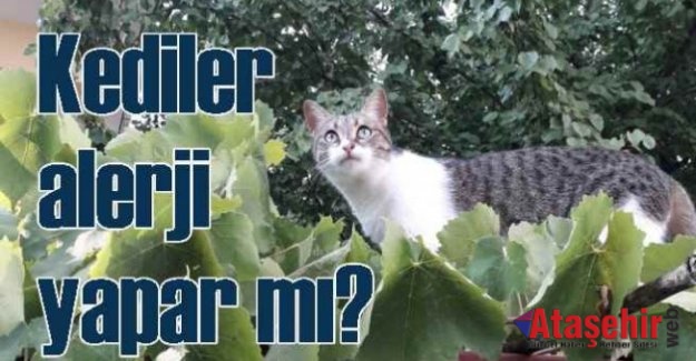 Alerji Yapmayan Kedi Var Mıdır?