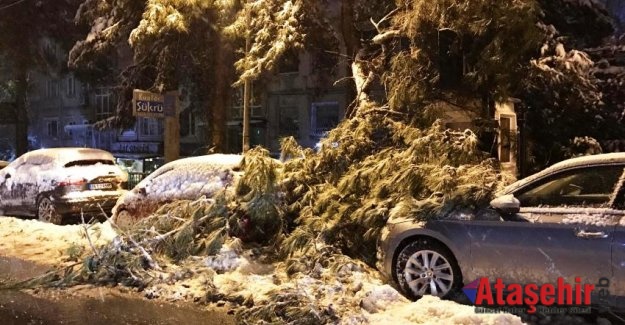 İstanbul'da yoğun kar yağışı: Bazı bölgelerde ağaçlar devrildi