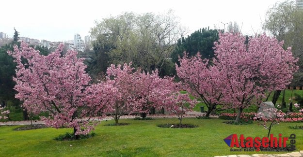 İstanbulluların ''sakura'' ilgisi