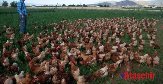 'Köy, çiftlik, doğal' yazısına güvenmiyoruz