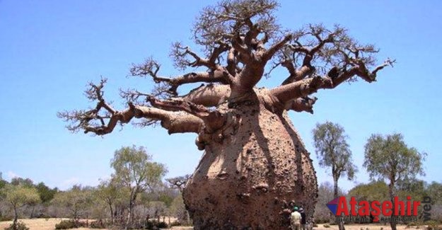 TOBOROÇİ AĞACI (TOBOROCHI TREE)