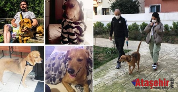 "Köpüş" hayvan sever bulup köpeği sahiplendirdi