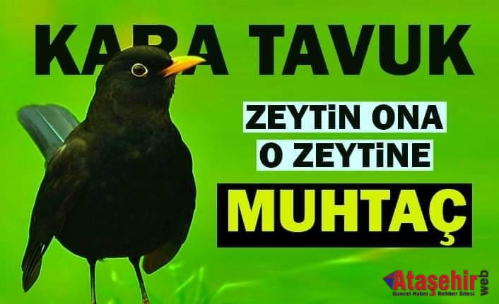 ZEYTİNİN BAĞBANI KARATAVUK