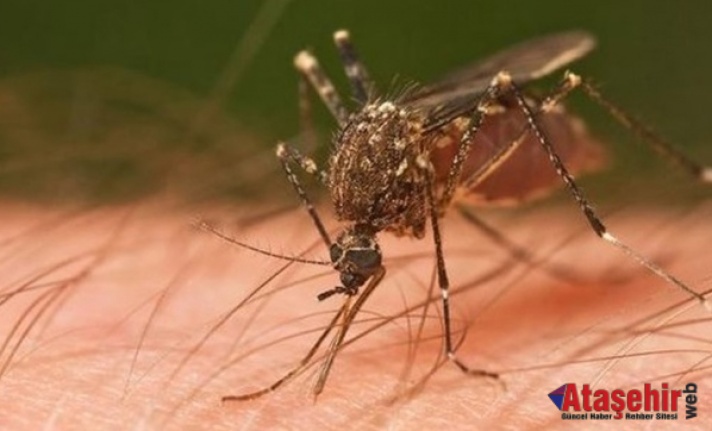 Sivrisinekten nasıl kurtulunur?