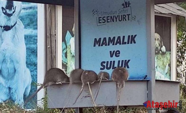 İstanbul'u fareler bastı!