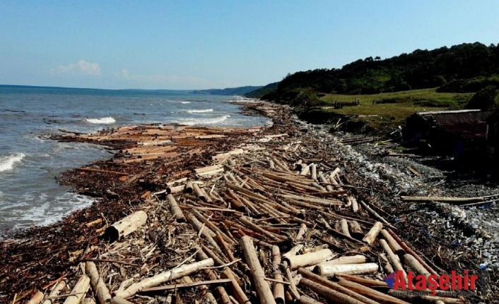 Karadeniz’i tomruk kapladı