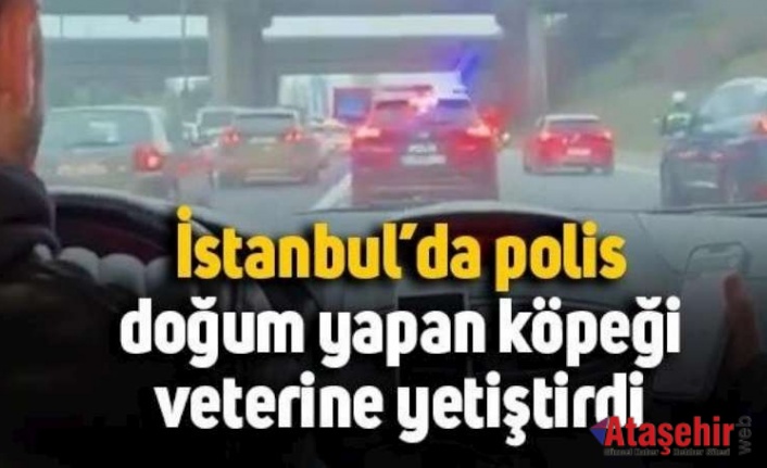 Polis, doğum yapan köpeği veterinere yetiştirdi