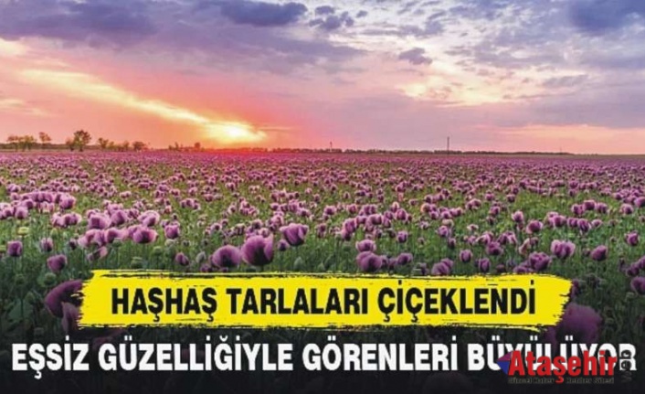 HAŞHAŞ TARLALARI ÇİÇEKLENDİ