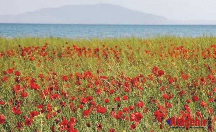 Van'da gelincik tarlalarını görüntüledi