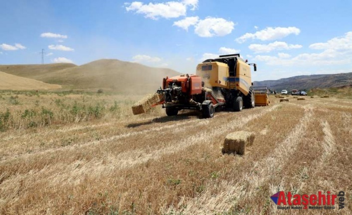 Çankırı Belediyesi, sezonun ilk buğday hasadını  gerçekleştirdi.