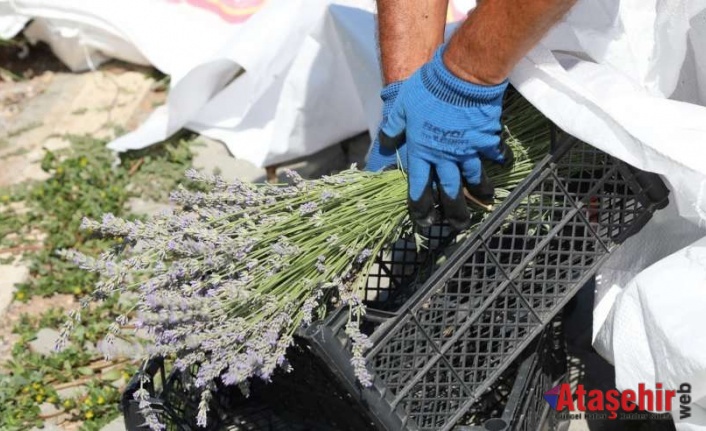 BODRUM’DA LAVANTA HASADI BAŞLADI