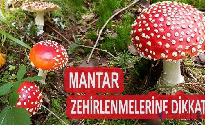 Mantar zehirlenmeleri Dikkat