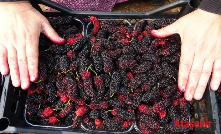 Kilosu 80 TL: Üreticisinin yüzünü güldüren meyve "karadut"