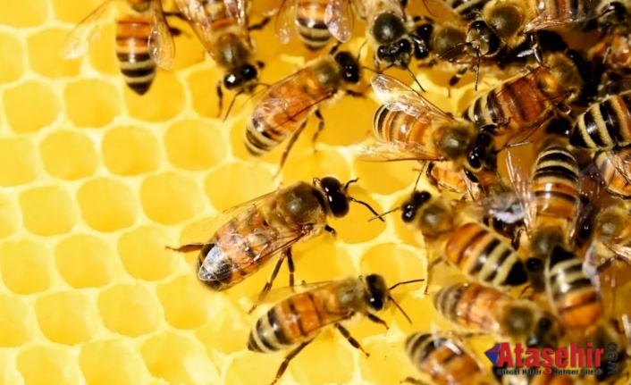 Arı ve Bal Hakkında bilmediklerimiz