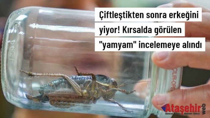 Çiftleştikten sonra erkeğini yiyor