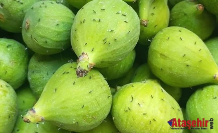 İLEK / ERKEK İNCİR 