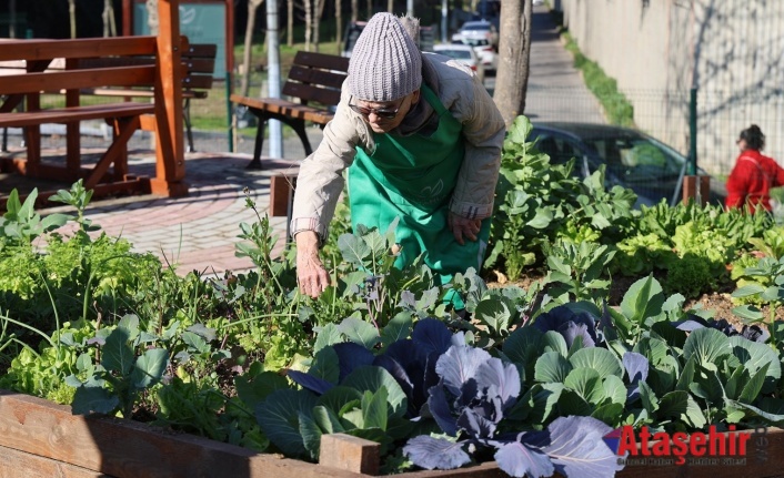 ATAŞEHİR KENT BOSTANLARI İÇİN BAŞVURULAR BAŞLIYOR