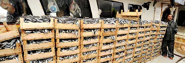 Bir balıkçı, bir gecede 15 ton sardalye avladı