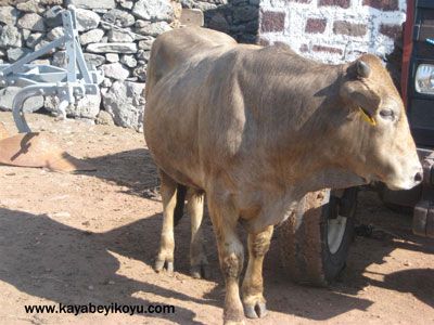 Sertifikasız kurbanlığa köprü yasağı