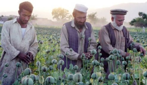 Afganistan uyuşturucu üretiminde dünya rekorunu kırdı